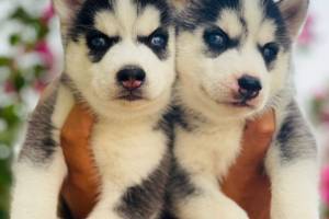 Ghai Dog Kennel, Chandigarh